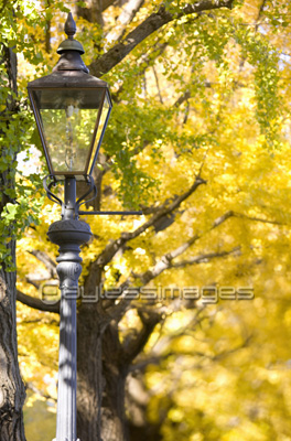 いちょう並木とガス燈 ストックフォトの定額制ペイレスイメージズ