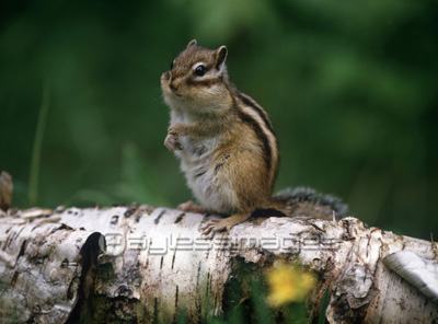 シマリス 商用利用可能な写真素材 イラスト素材ならストックフォトの定額制ペイレスイメージズ