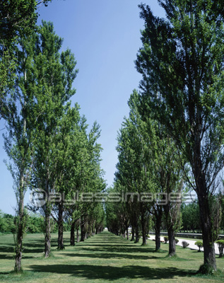 ポプラ並木 商用利用可能な写真素材 イラスト素材ならストックフォトの定額制ペイレスイメージズ