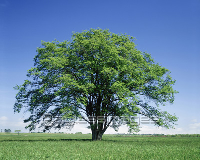 大樹 商用利用可能な写真素材 イラスト素材ならストックフォトの定額制ペイレスイメージズ