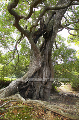 老木 商用利用可能な写真素材 イラスト素材ならストックフォトの定額制ペイレスイメージズ 老木 商用利用可能な写真素材 イラスト素材ならストックフォトの定額制ペイレスイメージズ