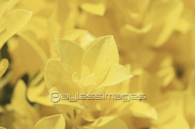 黄金マサキ ストックフォトの定額制ペイレスイメージズ