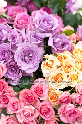 カラフルなバラ ストックフォトの定額制ペイレスイメージズ