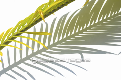 ソテツの葉 ストックフォトの定額制ペイレスイメージズ