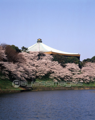 日本武道館と桜 ストックフォトの定額制ペイレスイメージズ
