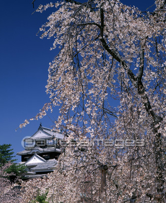 しだれ桜と松山城天守閣 商用利用可能な写真素材 イラスト素材ならストックフォトの定額制ペイレスイメージズ しだれ桜と松山城天守閣 商用利用可能な写真素材 イラスト素材ならストックフォトの定額制ペイレスイメージズ
