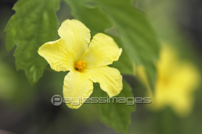 ヘチマの花 商用利用可能な写真素材 イラスト素材ならストックフォトの定額制ペイレスイメージズ