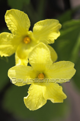 ヘチマの花 商用利用可能な写真素材 イラスト素材ならストックフォトの定額制ペイレスイメージズ