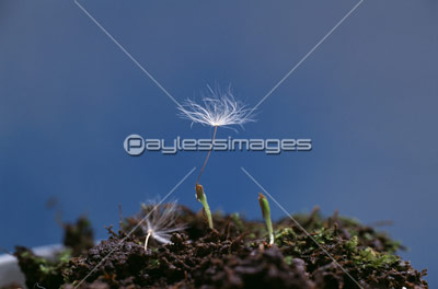 タンポポの発芽 商用利用可能な写真素材 イラスト素材ならストックフォトの定額制ペイレスイメージズ