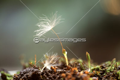 タンポポの発芽 商用利用可能な写真素材 イラスト素材ならストックフォトの定額制ペイレスイメージズ