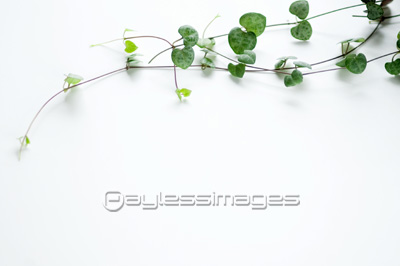 ハート蔓の写真 イラスト素材 写真素材 ストックフォトの定額制ペイレスイメージズ