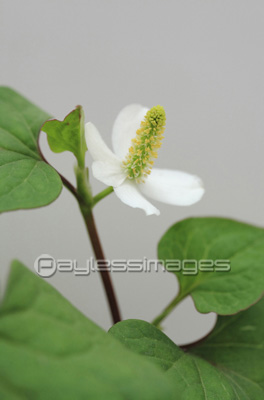 ドクダミの花 商用利用可能な写真素材 イラスト素材ならストックフォトの定額制ペイレスイメージズ