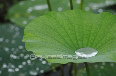 蓮の葉の上の水滴 商用利用可能な写真素材 イラスト素材ならストックフォトの定額制ペイレスイメージズ