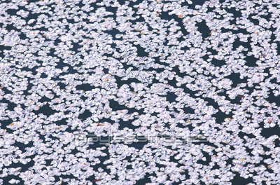 水面の桜の花びら 商用利用可能な写真素材 イラスト素材ならストックフォトの定額制ペイレスイメージズ