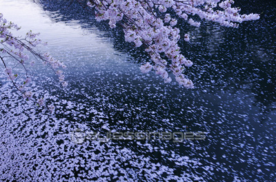 水面の桜の花びら - 商用利用可能な写真素材・イラスト素材なら