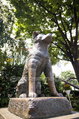 渋谷 忠犬ハチ公像 ストックフォトの定額制ペイレスイメージズ