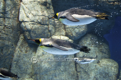 泳ぐペンギン 商用利用可能な写真素材 イラスト素材ならストックフォトの定額制ペイレスイメージズ