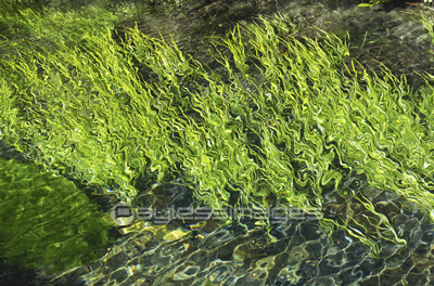 湧き水と藻の写真 イラスト素材 Gf ペイレスイメージズ