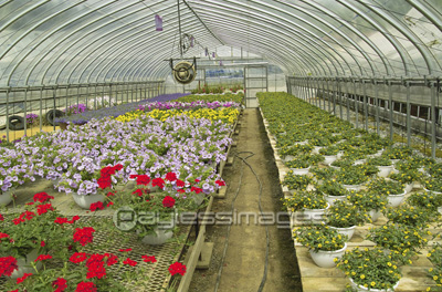 ビニールハウス栽培 商用利用可能な写真素材 イラスト素材ならストックフォトの定額制ペイレスイメージズ ビニールハウス栽培 商用利用可能な写真素材 イラスト素材ならストックフォトの定額制ペイレスイメージズ