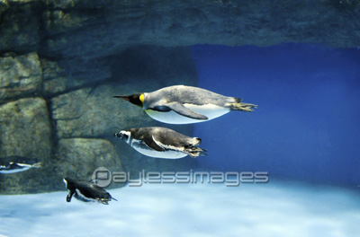 泳ぐペンギン 商用利用可能な写真素材 イラスト素材ならストックフォトの定額制ペイレスイメージズ