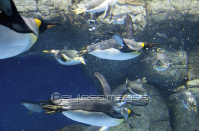 泳ぐペンギン 商用利用可能な写真素材 イラスト素材ならストックフォトの定額制ペイレスイメージズ