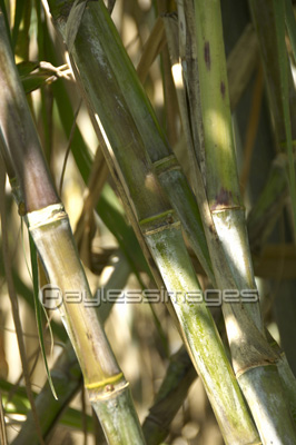 サトウキビ畑 商用利用可能な写真素材 イラスト素材ならストックフォトの定額制ペイレスイメージズ