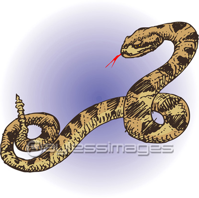 ガラガラヘビ - 商用利用可能な写真素材・イラスト素材ならストック