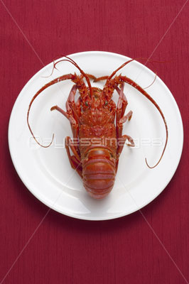 伊勢エビの写真 イラスト素材 Gf1420206101 ペイレスイメージズ