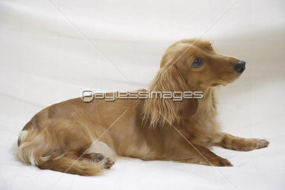 アフガンハウンド（リラックスポーズ） 【公式通販】