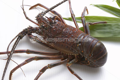 伊勢海老の写真 イラスト素材 写真素材 ストックフォトの定額制ペイレスイメージズ