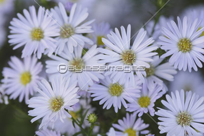 庭に咲く白い孔雀草の花 ストックフォトの定額制ペイレスイメージズ