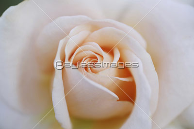 アプリコット色のバラの花 ストックフォトの定額制ペイレスイメージズ