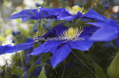 クレマチス テッセン のｺﾊﾞﾙﾄﾌﾞﾙｰの花 商用利用可能な写真素材 イラスト素材ならストックフォトの定額制ペイレスイメージズ