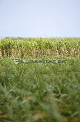 サトウキビ畑 商用利用可能な写真素材 イラスト素材ならストックフォトの定額制ペイレスイメージズ