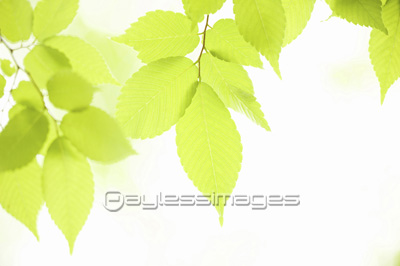 新緑のケヤキの葉の写真 イラスト素材 Gf ペイレスイメージズ