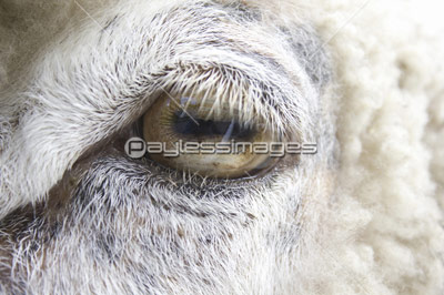 羊の目のアップ 商用利用可能な写真素材 イラスト素材ならストックフォトの定額制ペイレスイメージズ