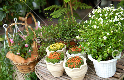 花屋の店先 商用利用可能な写真素材 イラスト素材ならストックフォトの定額制ペイレスイメージズ