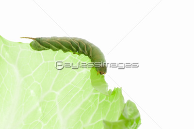 キャベツを食べる青虫 商用利用可能な写真素材 イラスト素材ならストックフォトの定額制ペイレスイメージズ