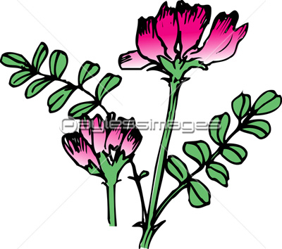 アニメ画像について 新鮮なレンゲ イラスト