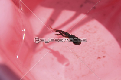 足の生えかけたおたまじゃくし 商用利用可能な写真素材 イラスト素材ならストックフォトの定額制ペイレスイメージズ