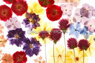 小花の押し花 ハートマーク 商用利用可能な写真素材 イラスト素材ならストックフォトの定額制ペイレスイメージズ