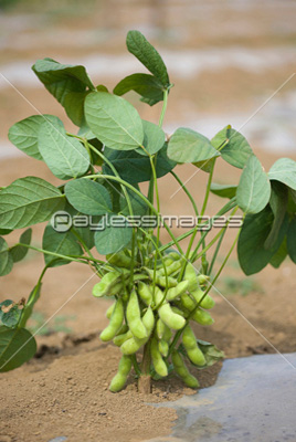 枝豆畑 福獅子 商用利用可能な写真素材 イラスト素材ならストックフォトの定額制ペイレスイメージズ