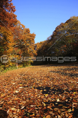蒜山高原の紅葉 ストックフォトの定額制ペイレスイメージズ