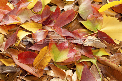 三種類の落ち葉 商用利用可能な写真素材 イラスト素材ならストックフォトの定額制ペイレスイメージズ