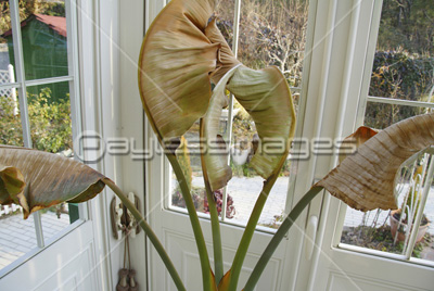 枯れた観葉植物 商用利用可能な写真素材 イラスト素材ならストックフォトの定額制ペイレスイメージズ