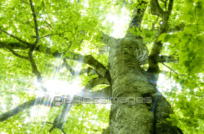ブナの大木 商用利用可能な写真素材 イラスト素材ならストックフォトの定額制ペイレスイメージズ