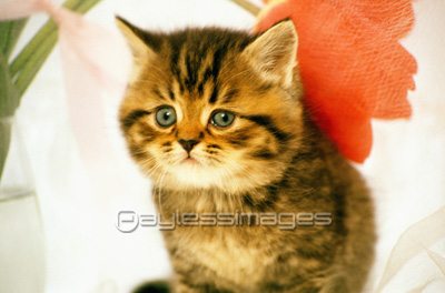 子猫 - 商用利用可能な写真素材・イラスト素材ならストックフォトの定額制ペイレスイメージズ