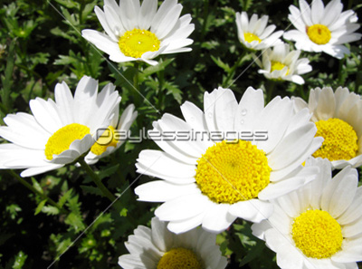花壇の菊科の白い花 商用利用可能な写真素材 イラスト素材ならストックフォトの定額制ペイレスイメージズ