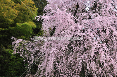 金剛寺のしだれ桜の写真 イラスト素材 Gf ペイレスイメージズ