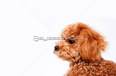 癒しのトイプードル 商用利用可能な写真素材 イラスト素材ならストックフォトの定額制ペイレスイメージズ 癒しのトイプードル 商用利用可能な写真素材 イラスト素材ならストックフォトの定額制ペイレスイメージズ